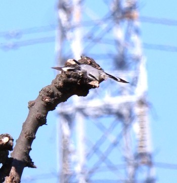 Chinese Grey Shrike Unknown Spots Unknown Date