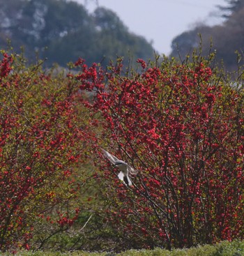 Chinese Grey Shrike Unknown Spots Unknown Date