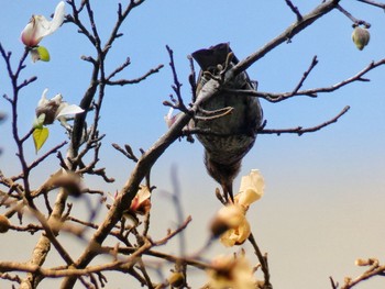 2020年3月17日(火) 東高根森林公園の野鳥観察記録