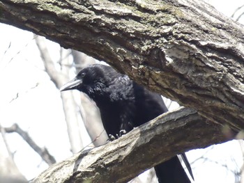 ハシブトガラス 東高根森林公園 2020年3月17日(火)