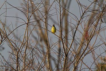 アオジ 芝川第一調節池(芝川貯水池) 2016年2月27日(土)