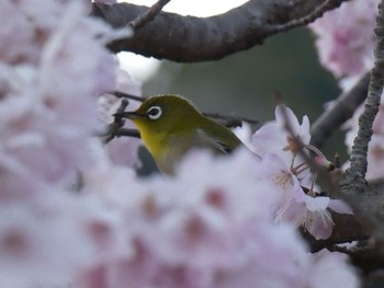 2020年3月16日(月) 宮ケ瀬の野鳥観察記録