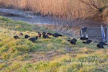 オオバン 芝川第一調節池(芝川貯水池) 2016年2月27日(土)