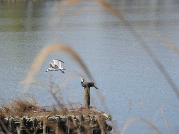 2020年3月19日(木) 荒川河川敷の野鳥観察記録