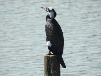 Great Cormorant 荒川河川敷 Thu, 3/19/2020