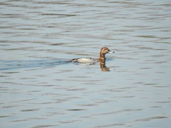 Common Pochard 荒川河川敷 Thu, 3/19/2020