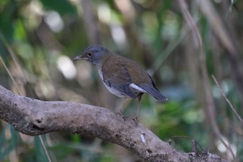 2020年3月18日(水) 枚岡公園の野鳥観察記録