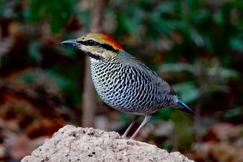 2020年2月9日(日) タイ中部の野鳥観察記録