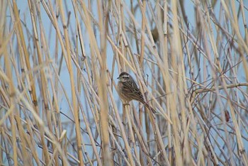 Rustic Bunting 芝川第一調節池(芝川貯水池) Sat, 2/27/2016