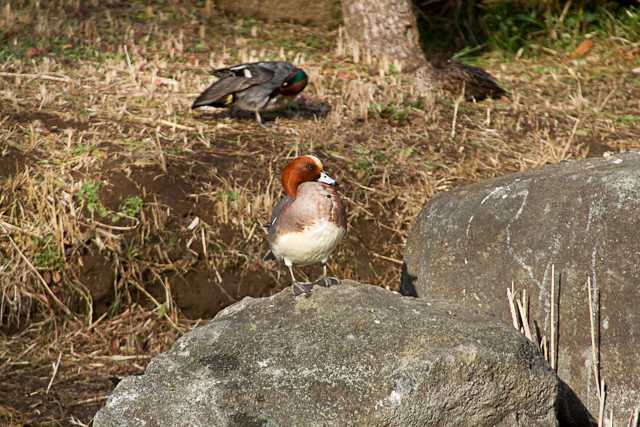 Photo of Eurasian Wigeon at じゅん菜公園 by natoto