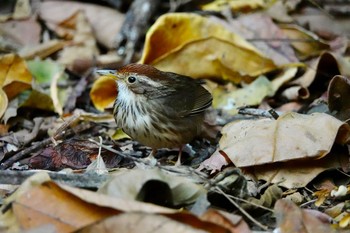 Puff-throated Babbler タイ中部 Sun, 2/9/2020