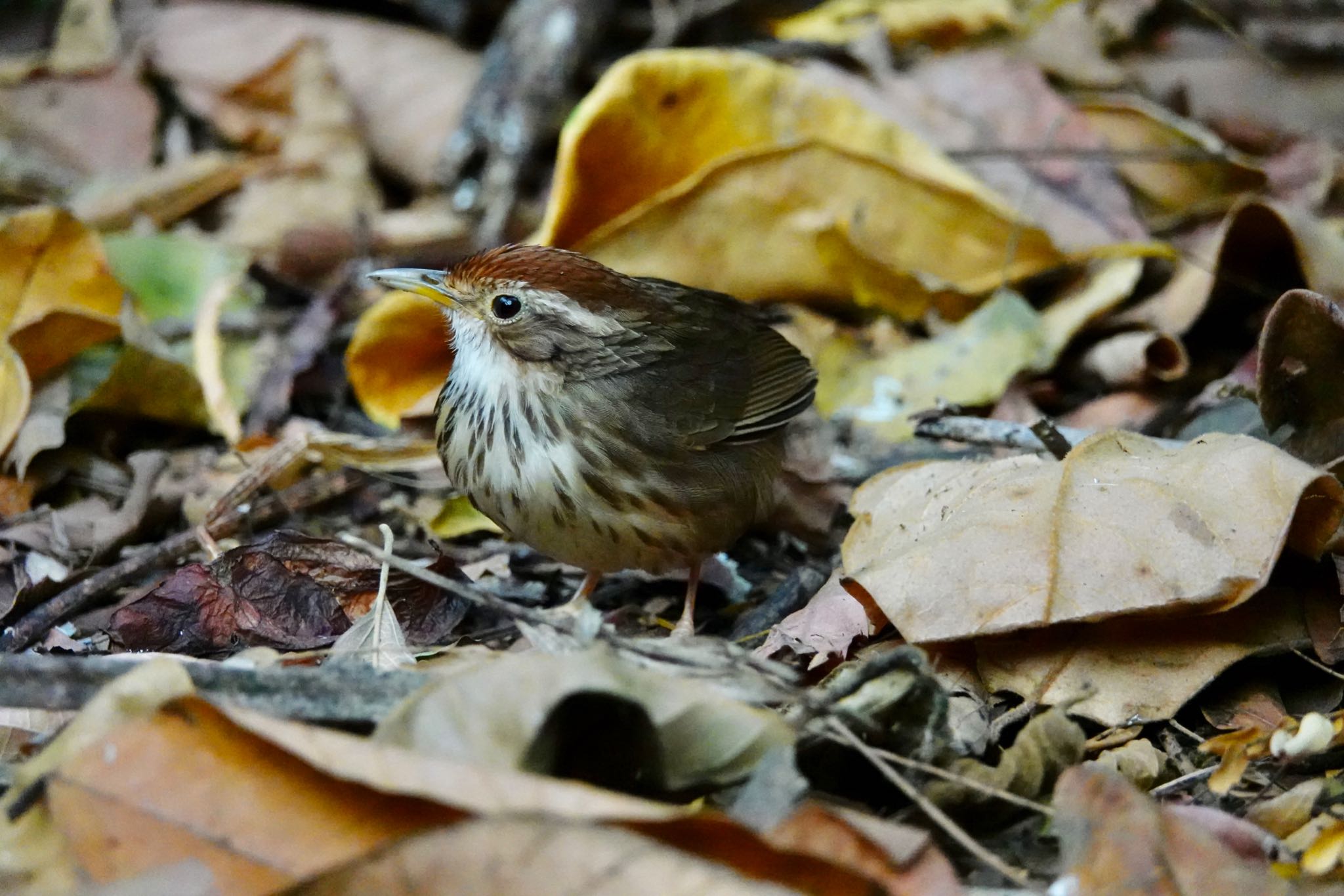 Photo of Puff-throated Babbler at タイ中部 by のどか