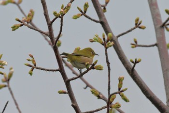 2020年3月19日(木) 西宮港の野鳥観察記録