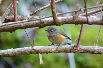 Red-flanked Bluetail Hayatogawa Forest Road Thu, 3/19/2020