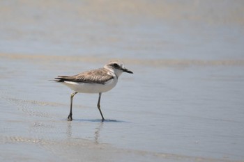 Greater Sand Plover Iron Range National Park Tue, 10/15/2019