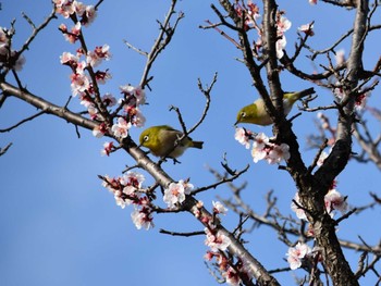 Warbling White-eye 岐阜市 Sun, 3/1/2020