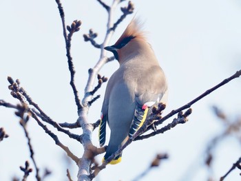 2020年3月17日(火) 大阪城公園の野鳥観察記録