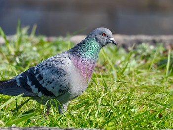 カワラバト 大阪城公園 2020年3月17日(火)