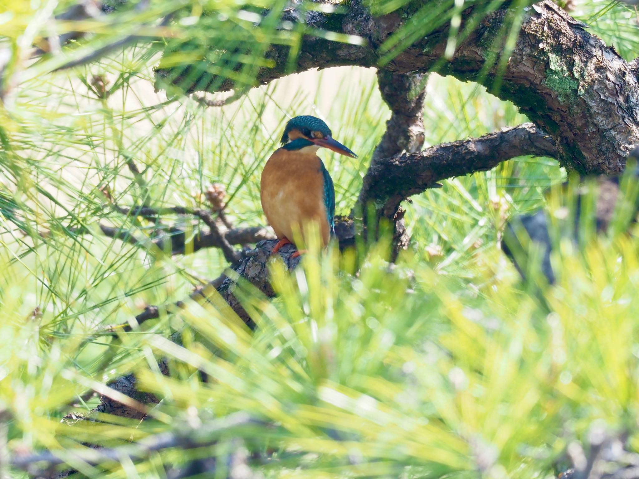 Photo of Common Kingfisher at 鶴舞公園(名古屋) by okamooo