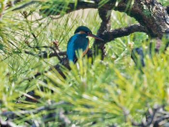 カワセミ 鶴舞公園(名古屋) 2020年3月19日(木)