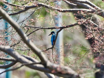 カワセミ 鶴舞公園(名古屋) 2020年3月19日(木)