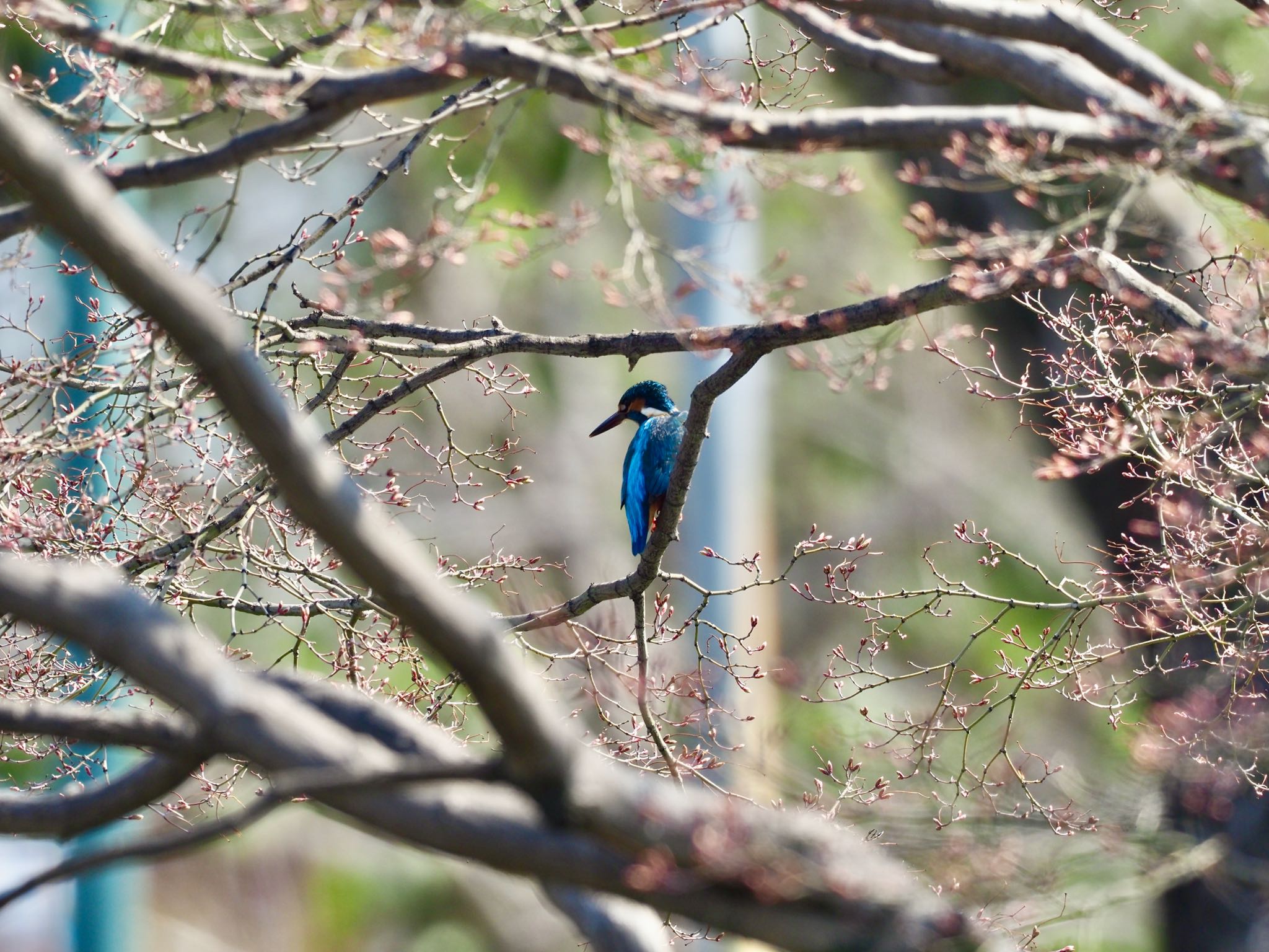 Photo of Common Kingfisher at 鶴舞公園(名古屋) by okamooo