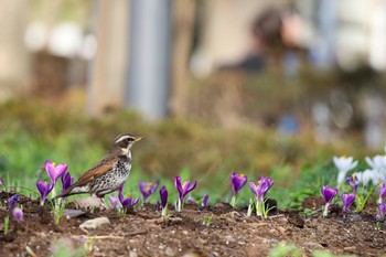 Dusky Thrush 新宿中央公園 Thu, 3/19/2020