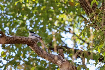 Azure-winged Magpie 新宿中央公園 Thu, 3/19/2020