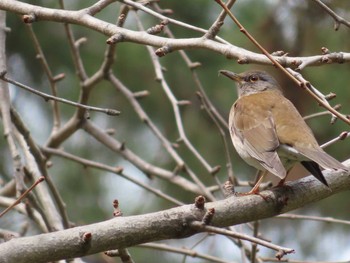 Pale Thrush Kyoto Gyoen Fri, 3/13/2020