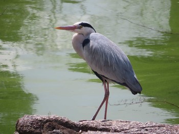 Grey Heron Kyoto Gyoen Fri, 3/13/2020