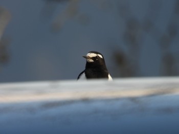 Wagtail Unknown Spots Wed, 3/18/2020