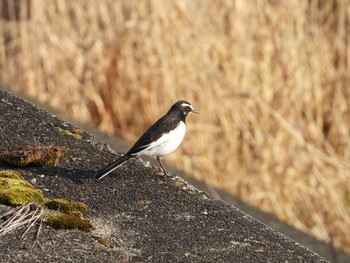 Wagtail Unknown Spots Wed, 3/18/2020