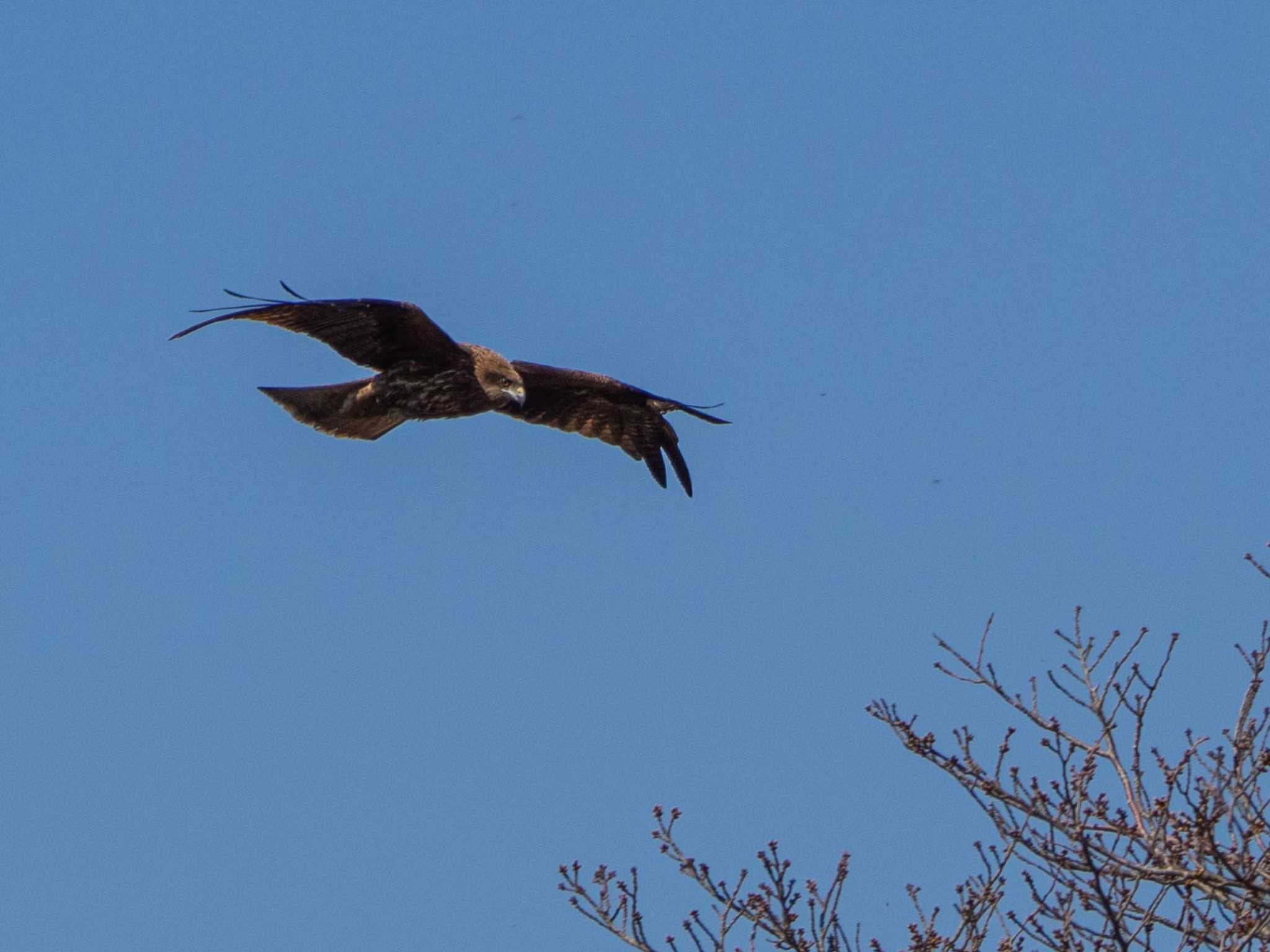 Black Kite