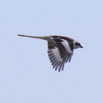 Chinese Grey Shrike Unknown Spots Unknown Date