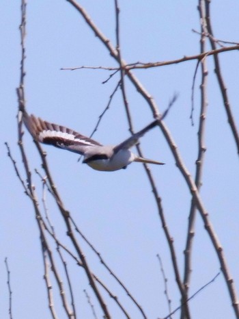 Chinese Grey Shrike Unknown Spots Unknown Date