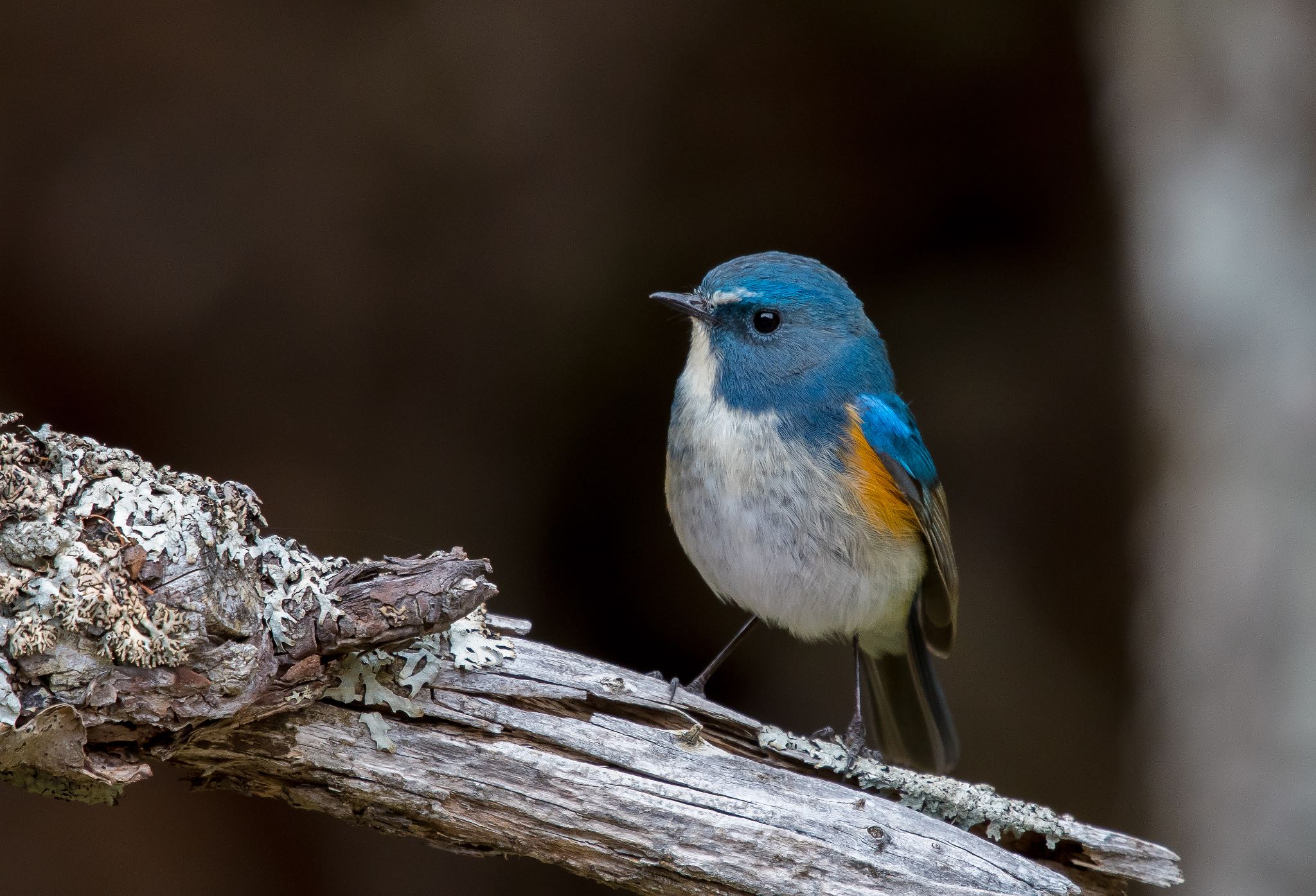 Photo of Red-flanked Bluetail at Okuniwaso(Mt. Fuji) by Jgogo