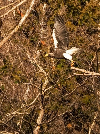 Steller's Sea Eagle Unknown Spots Wed, 2/19/2020