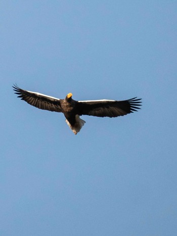 Steller's Sea Eagle Unknown Spots Wed, 2/19/2020