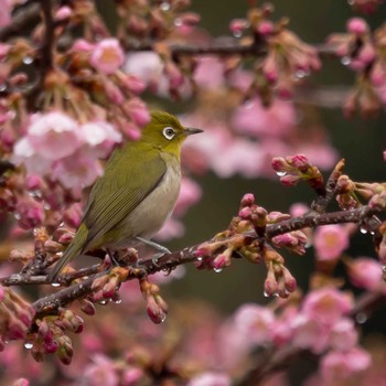 Warbling White-eye 奈良 Sun, 3/1/2020