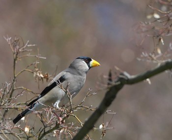 Japanese Grosbeak 東京都多摩地域 Thu, 3/19/2020