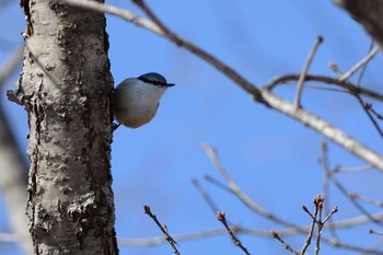 ゴジュウカラ 車山高原 2016年2月28日(日)