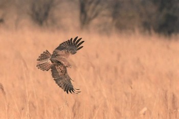 Eastern Marsh Harrier Watarase Yusuichi (Wetland) Thu, 3/19/2020