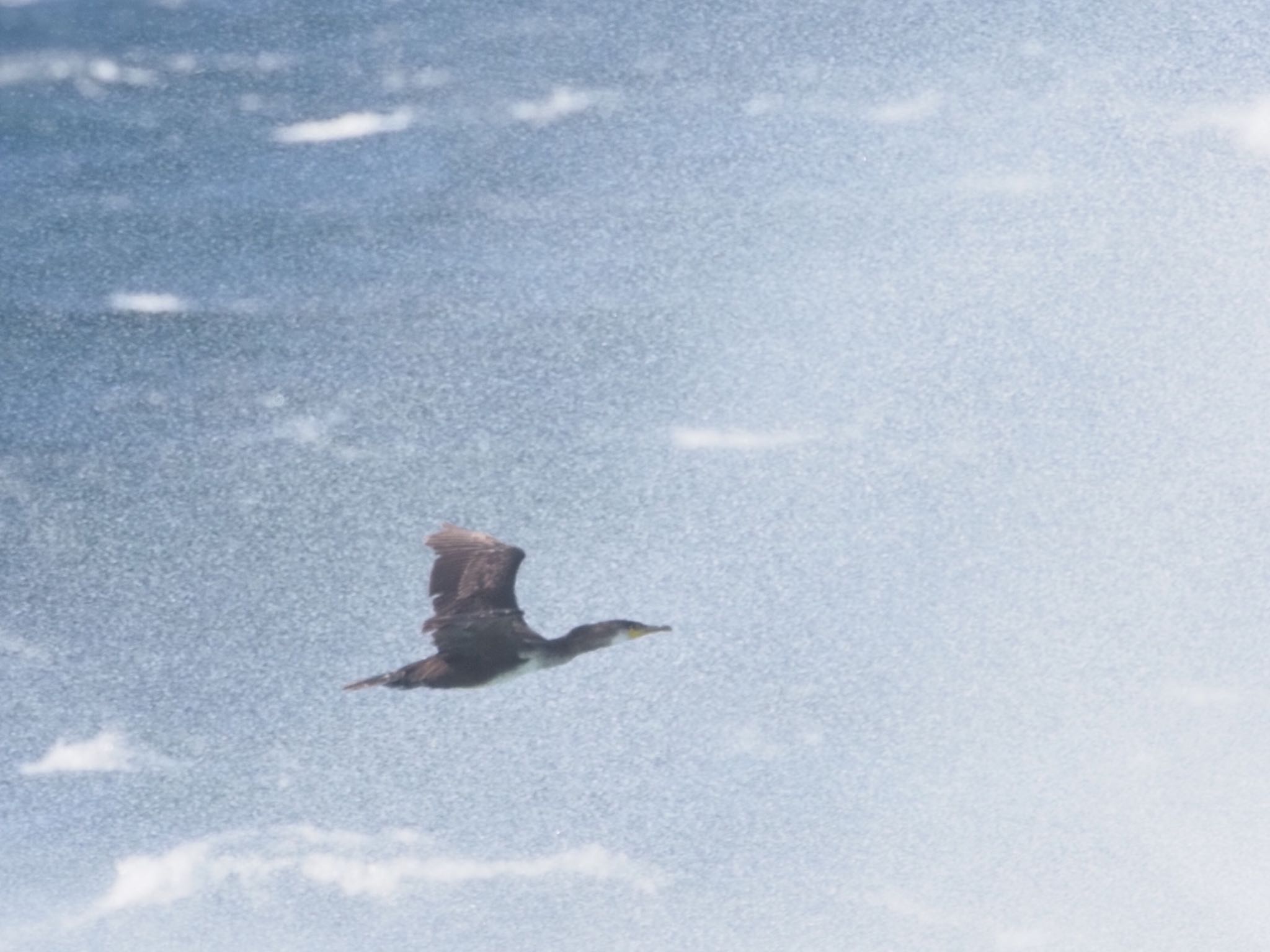 Photo of Japanese Cormorant at 城ヶ島 by ふなきち