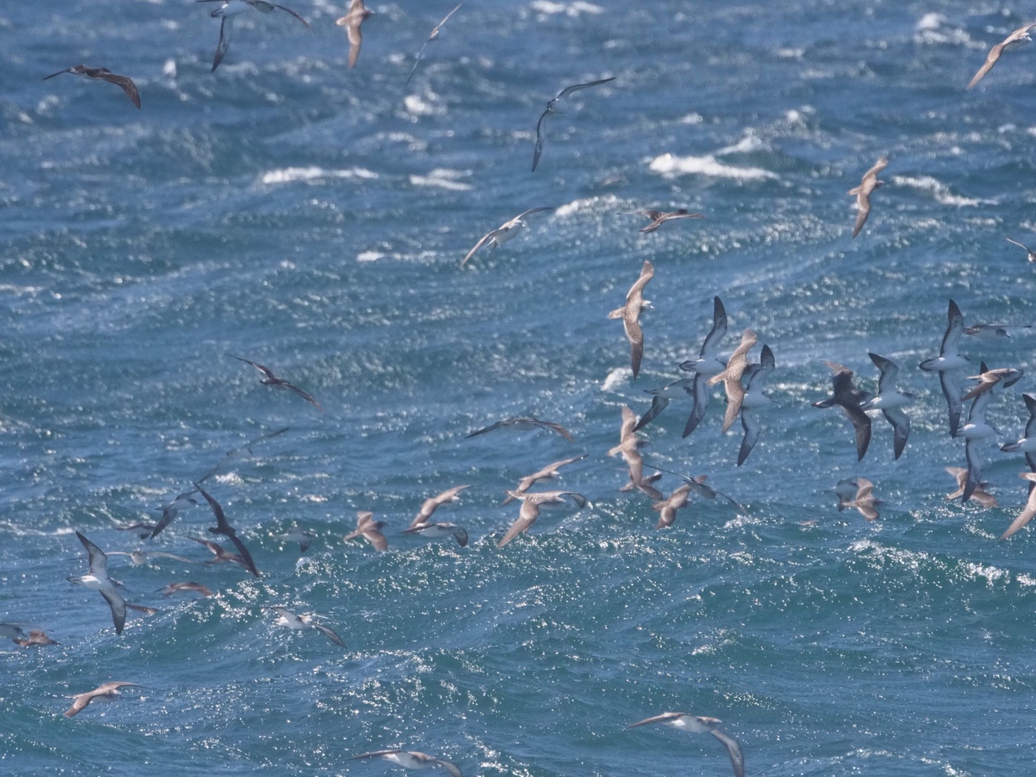 Photo of Streaked Shearwater at 城ヶ島 by ふなきち