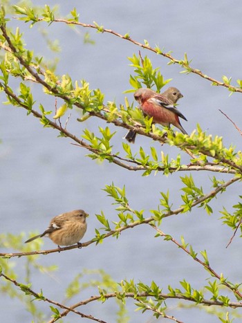 ベニマシコ 芝川第一調節池(芝川貯水池) 2020年3月15日(日)