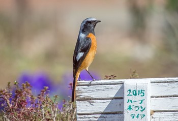 ジョウビタキ 昭和記念公園 2020年3月20日(金)