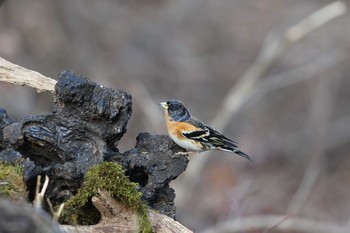 Brambling 奥多摩周遊道路(浅間尾根駐車場) Sat, 2/27/2016