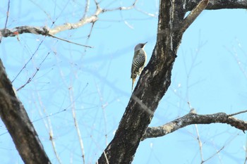 2020年3月20日(金) 社の森公園の野鳥観察記録