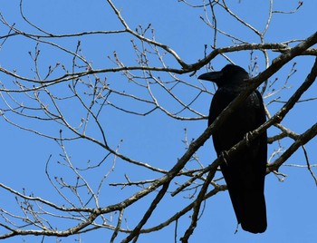 イタリアの野鳥情報 バードウォッチングならzoopicker