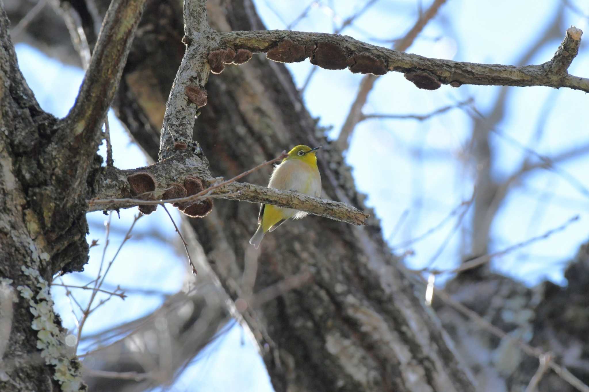 Warbling White-eye